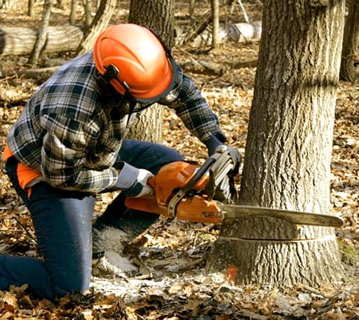 Tree Removal in Gheens, LA